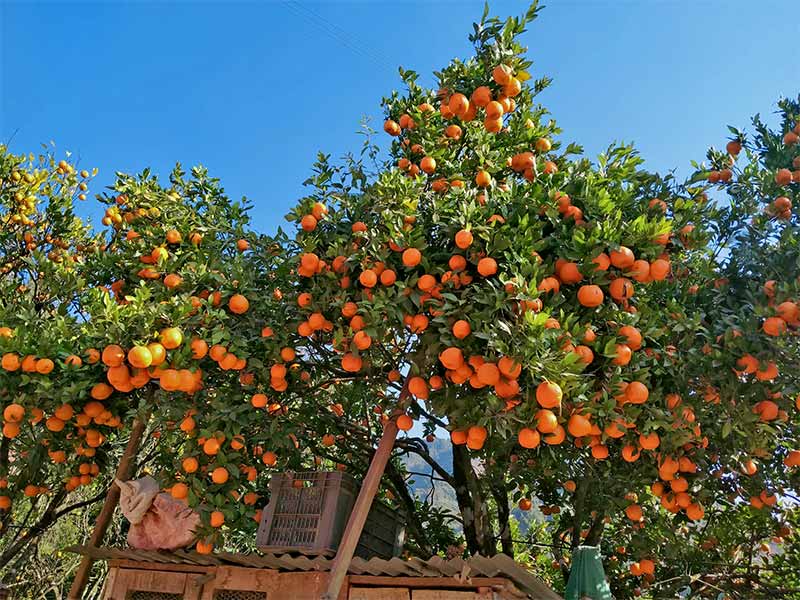 बागलुङका बगानमा पाके सुन्तला, किसानले पाएनन् उचित मूल्य