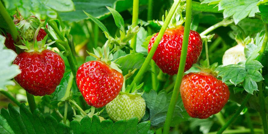 दाङमा युवा किसानको स्ट्रबेरी खेती फस्टाउँदै, लाखौँको कारोबार