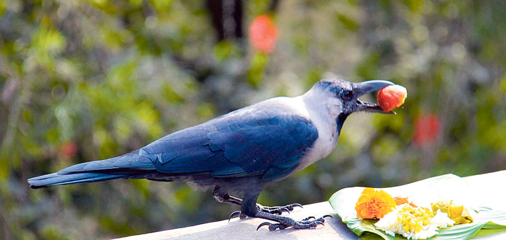 आजबाट तिहार सुरु, यमपञ्चकको पहिलो दिन काग तिहार मनाईदै
