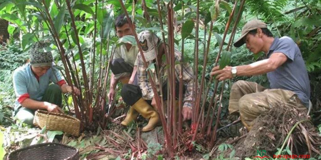 लमजुङबाट २४ करोडको अलैँची बिक्री