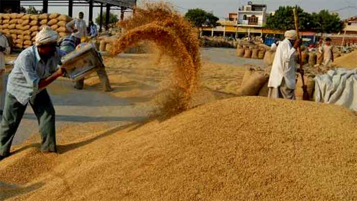धानको पूजा गरी मनाइँदै धान्य पूर्णिमा र योमरी पुन्हि पर्व