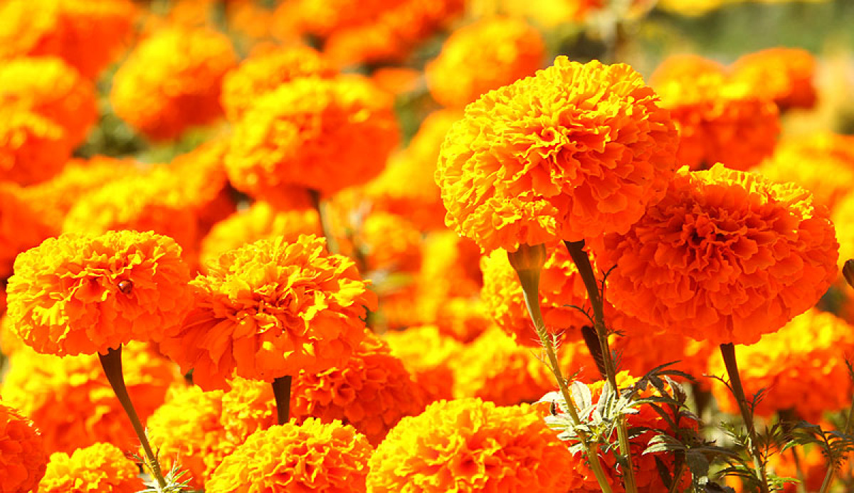 फूलखेतीबाट एक याममा पाँच लाख बढी आम्दानी