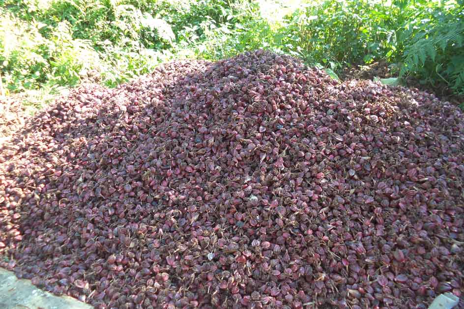 साठी प्रतिशतले बढ्यो अलैँचीको निर्यात